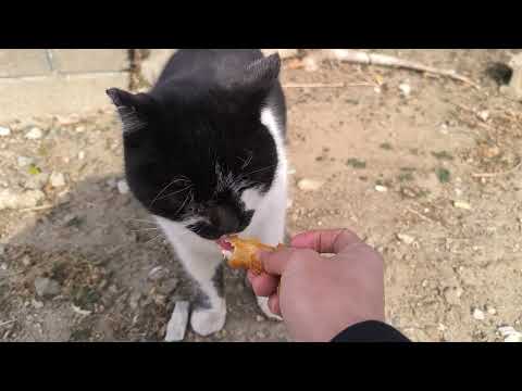 Japanese cat 🐈😺