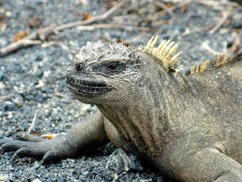 Пуэрто-Вильямиль остров Исабела