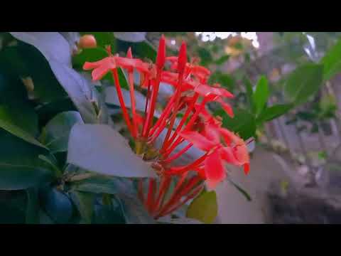 Flowers vlog #youtubeshort #youtubechannel #youtube #bhagyashree #dailyvlog