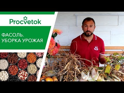 Фасоль на зиму. Сроки сбора и хранение фасоли.