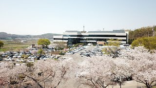군위 벚꽃길