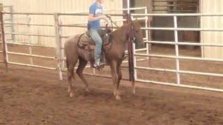 preview picture of video 'HORSE SOLD AT TRIANGLE SALES. VIDEO BY CUTTING EDGE VIDEO'