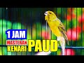 MASTERAN KENARI SATU JAM KENARI PAUD AKAN CEPAT GACOR