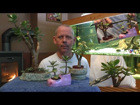 Geldbaum Bonsai schneiden und vermehren Teil 4
