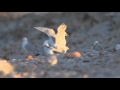 Ring Billed Gull On A Ride