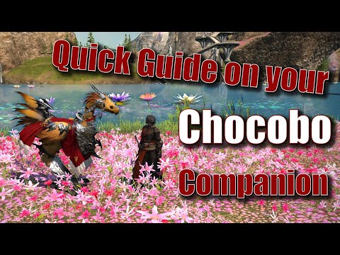 The Ultimate FFXIV Beginners Chocobo Guide