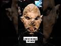 Orc Mask, Lord of the Rings Return of the King, Foam Latex Head Prop @ The Academy Museum 360° View