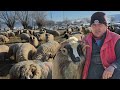 SHEEP AND LAMBS OF DANIEL IOVĂNESCU FROM OSTROV HUNEDOARA COUNTY 20 01 2026