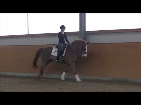 Danciano Worldly komplett