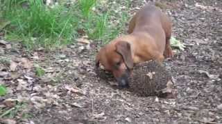 preview picture of video 'bassotto e riccio si incontrano - dachshund meets hedgehog'