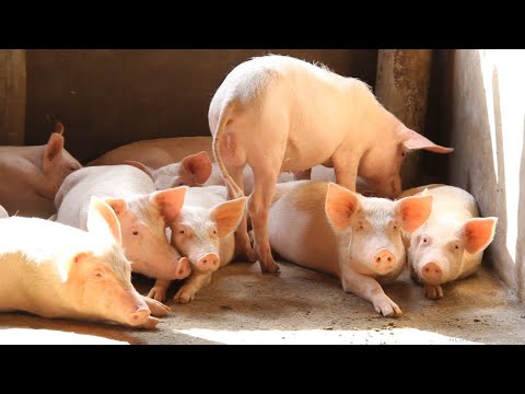 YOUTH DEVELOPMENT IN BUSOGA, SOIL DROUGHT AND DROUGHT ARE STILL A BLINDNESS