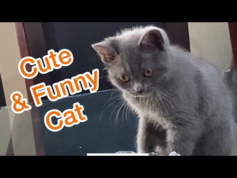 Cute and Funny Cat Video#Shorts#Viral shorts|Journey with Naureen