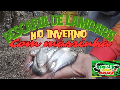 PESCARIA de LAMBARIS no INVERNO com MASSINHA,LIVROU o FRITO 