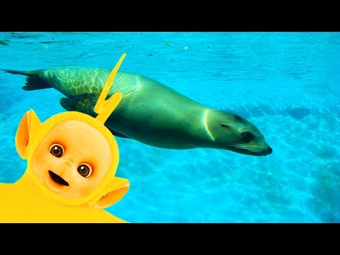 Teletubbies: Sea Lions - Full Episode