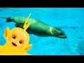 Teletubbies Sea Lions Full Episode