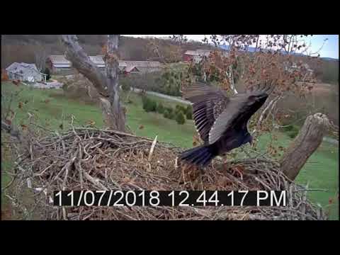 Turkey Vultures Visit Bald Eagle Nest - NCTC - Nov 7 2018