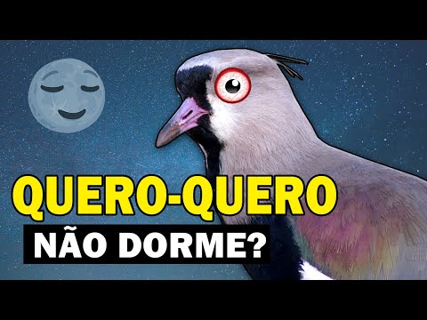 QUERO-QUERO ATACA PESSOAS? Não pousa em árvores? NÃO DORME? | CURIOSIDADES da AVE TETÉU ou TÉU-TÉU