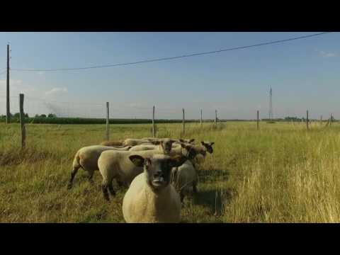 , title : 'Petit troupeau de moutons Dorset Down'