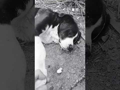 El Dormilón #casagrande #perros #cordoba