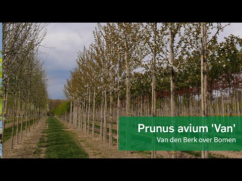 Prunus avium 'Van'  - Van den Berk over Bomen