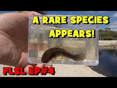 Finally a RARE FISH Showed Up! FLSL EP4