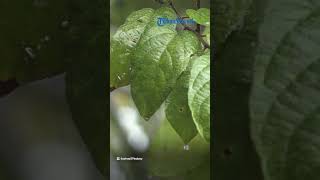 Prakiraan Cuaca BMKG 33 Kota di Indonesia Jumat 10 Maret 2023, Bandung dan Banjarmasin Hujan Lebat