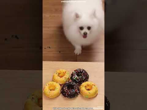 🏆 😱 Чакки чуть не утонула... Нико спасла её пончиком! 🍩🌊 #короткоевидео