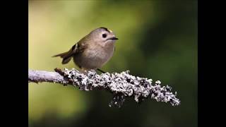 Lintuja keväällä - metsä soi