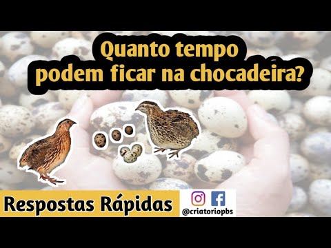 Posso deixar os ovos de codorna na chocadeira até quantos dias após a data prevista do nascimento?