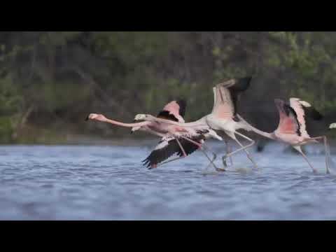 A flock of Flamingos running across the surface of water to take flight.