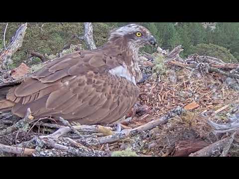 NEWS! NEWS! Welcome little bob - the first Loch Arkaig Osprey chick has hatched! 22 May 2024 (zoom)