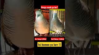 Download lagu HARGA PASARAN PERKUTUT LOKAL GACOR‼️ mp3