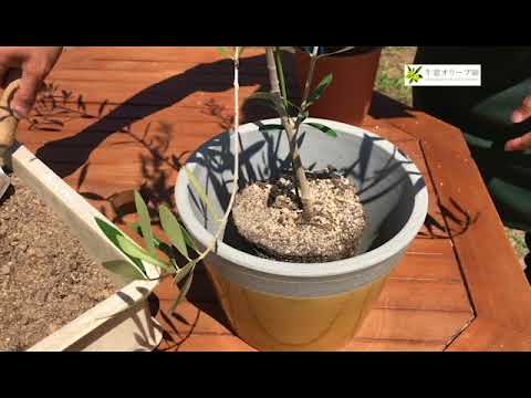 オリーブの木の植え替え: 正しいやり方 植物