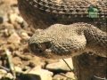 Steve Irwin Crocodile Hunter In Der Höhle Der Klapperschlangen 1 4