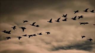 Pat Metheny Group - The Bat part II