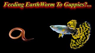 Can We Feed Earthworm To Guppy Fishes?...Any Problem To fishes And Disease / Fish Aquarium Tamil
