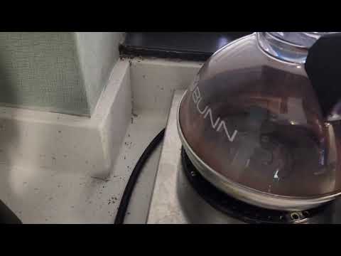 Ants Taking a Coffee Break in North Brunswick, NJ