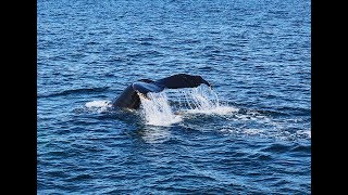 Cape Cod National Seashore Whales
