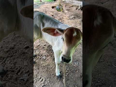 Tierra bendita por Dios Los suspiros municipio Córdoba Táchira Venezuela