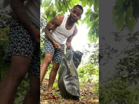 Rico Zapote #ecuatorianosenusa #ecuatorianosenelmundo #ecuador #food #comida #frutas #balzar #guayas