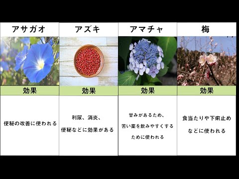 アマチャヅル:不死の薬草 植物