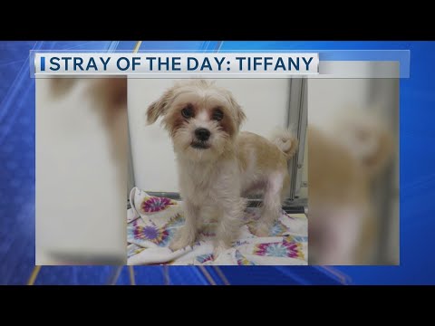 Stray of the Day 12/8/25: Meet Tiffany! - YouTube