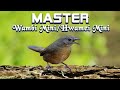 MASTERAN WAMBI MINI HWAMEI MINI LANGSUNG GACOR 5 MENIT