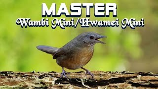 Download lagu MASTERAN WAMBI MINI/HWAMEI MINI LANGSUNG GACOR 5 MENIT mp3