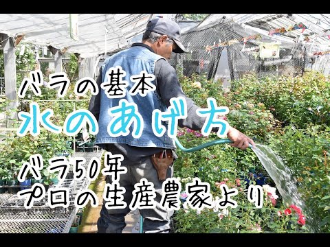 水中でバラの茂みを切る 低木を増やす