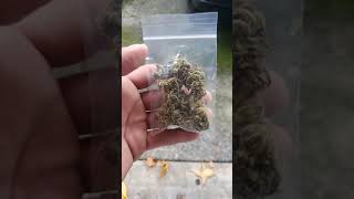 GETTING AN 8TH OF WEED FROM MY NEIGHBOR......(Gelato 33)