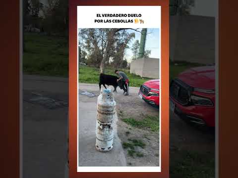 Peleaban por las cebollas 😂  #argentina #argento #humorargentino #humor