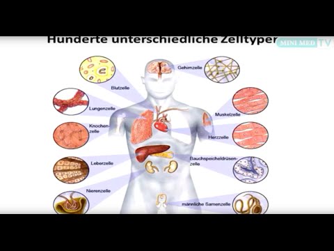 Das Blut - Leukämie und Lymphome - MINI MED Studium mit Ass.-Prof. Priv.-Doz. Dr. Stefan Wöhrer