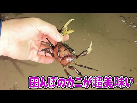田んぼのカニが超美味い
