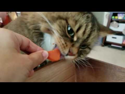Cat loves to eat carrots!